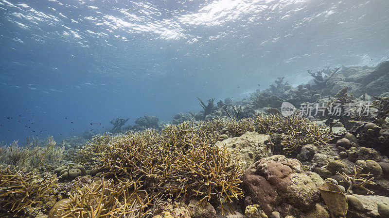 在加勒比海珊瑚礁的浅水海景/库拉索岛与鱼，鹿角珊瑚和海绵